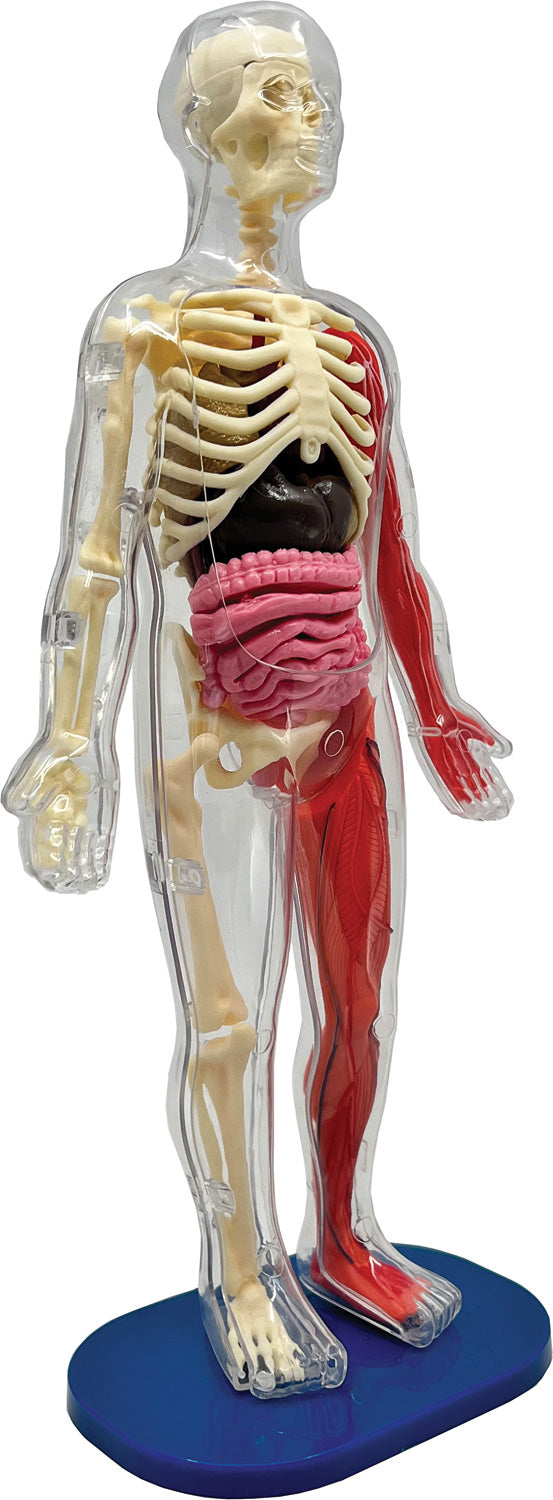 Smart Lab Squishy Human Body