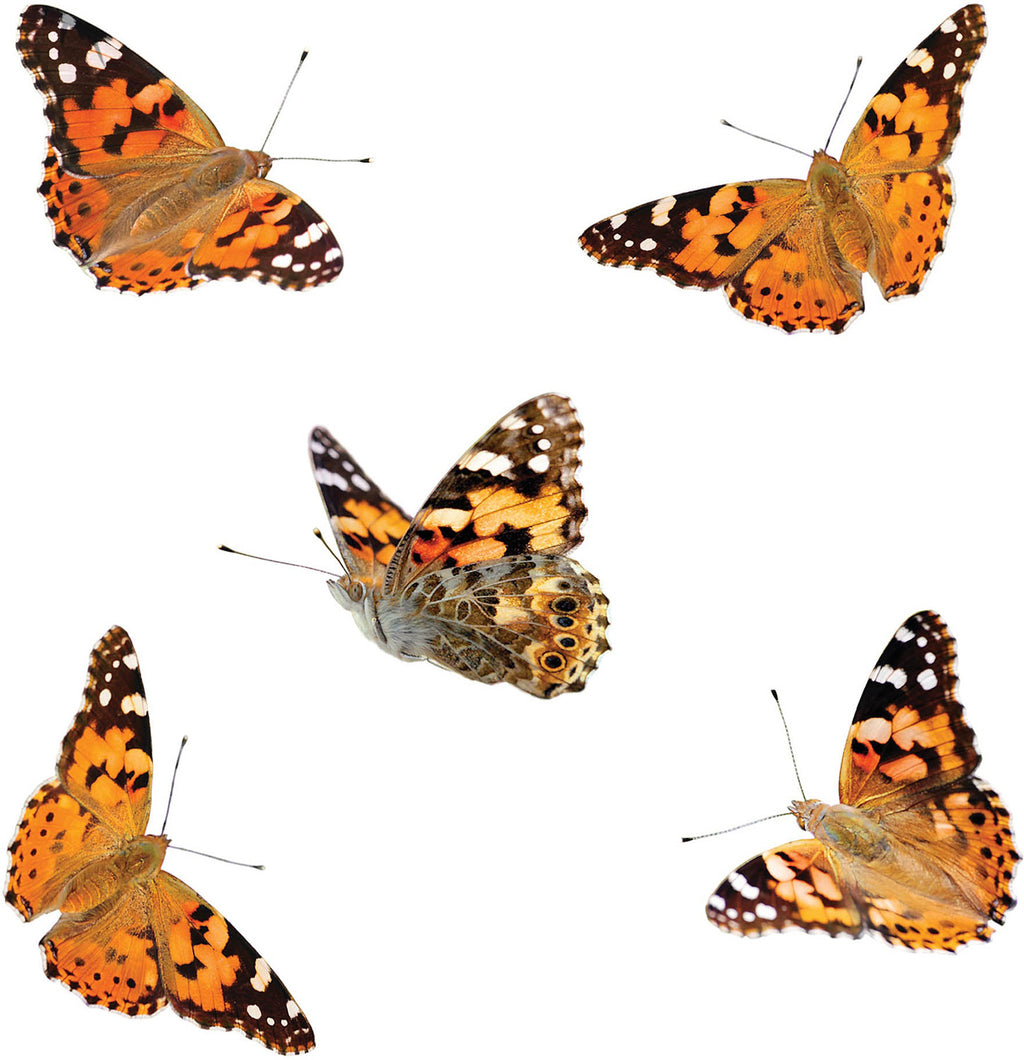 The Original Butterfly Garden Life Cycle Kit: with Prepaid Voucher