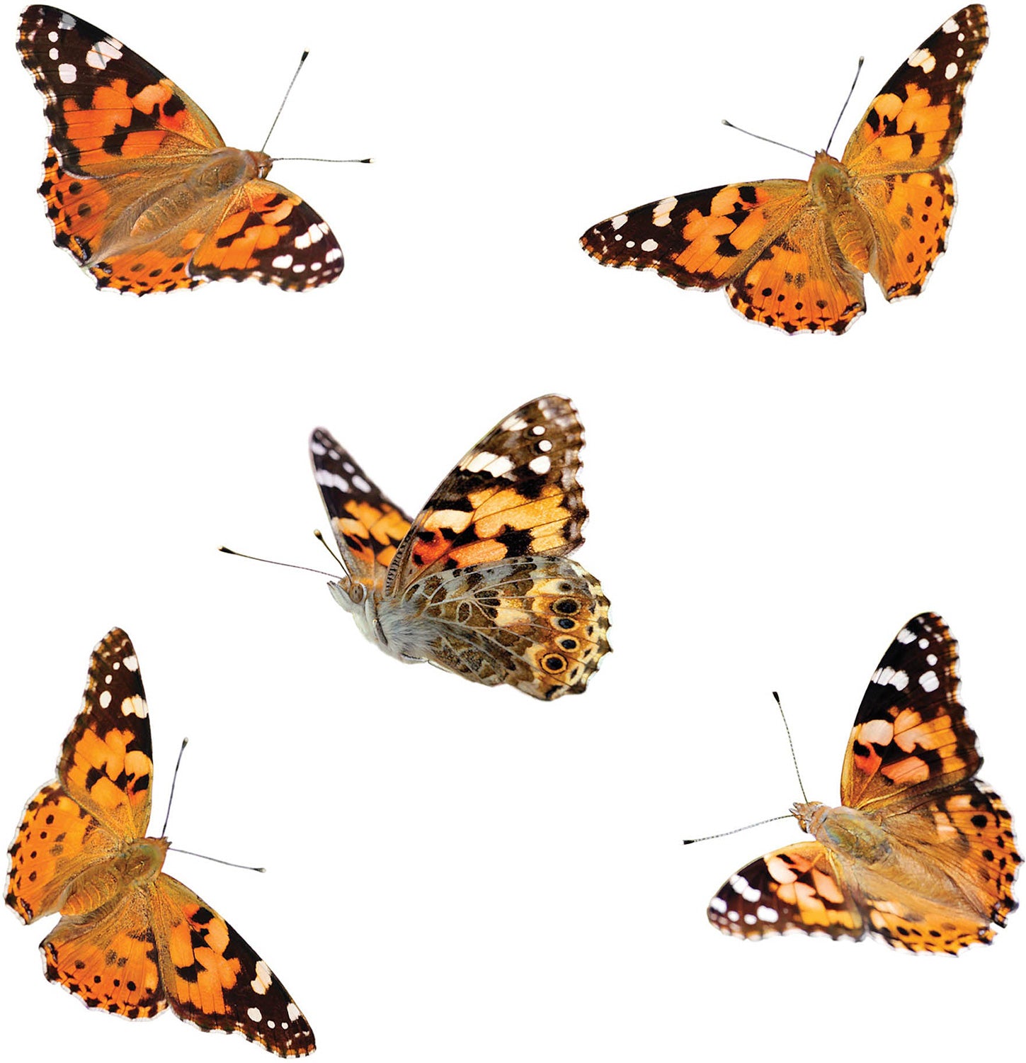 The Original Butterfly Garden Life Cycle Kit: with Prepaid Voucher